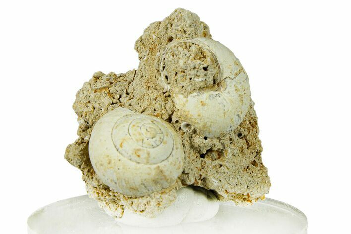 Miocene Fossil Gastropod (Helix) Cluster - France #293888